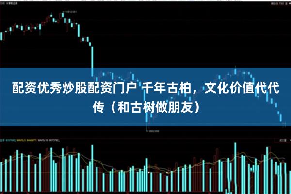 配资优秀炒股配资门户 千年古柏，文化价值代代传（和古树做朋友）